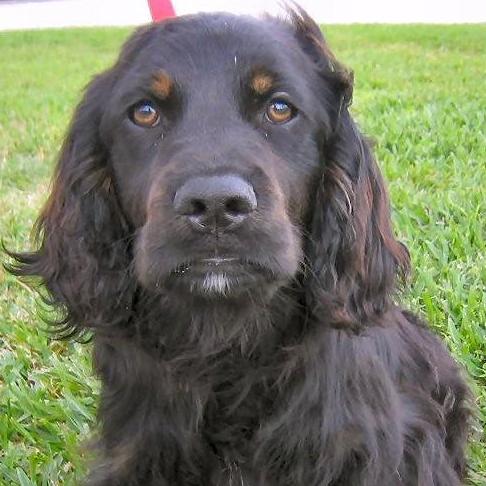 Gordon Setter